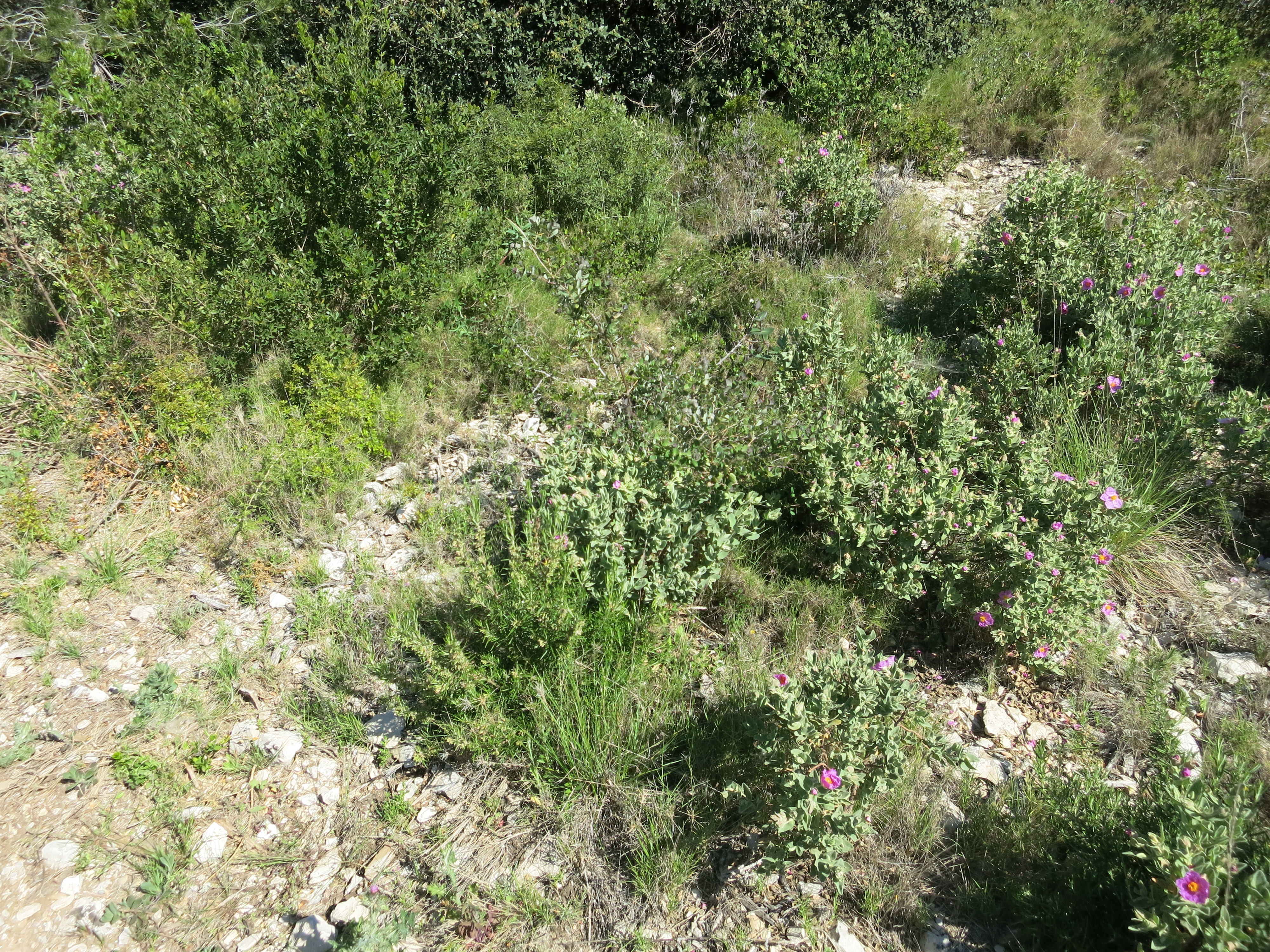 The pristine fields of Provence are full of medicinal herbs