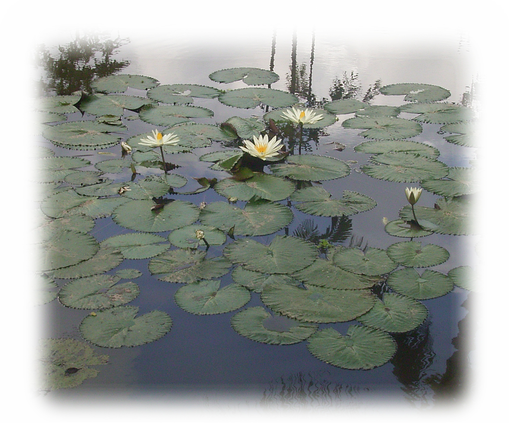 Arma Resort Hotelの風景：水連の花が咲く沐浴場の池