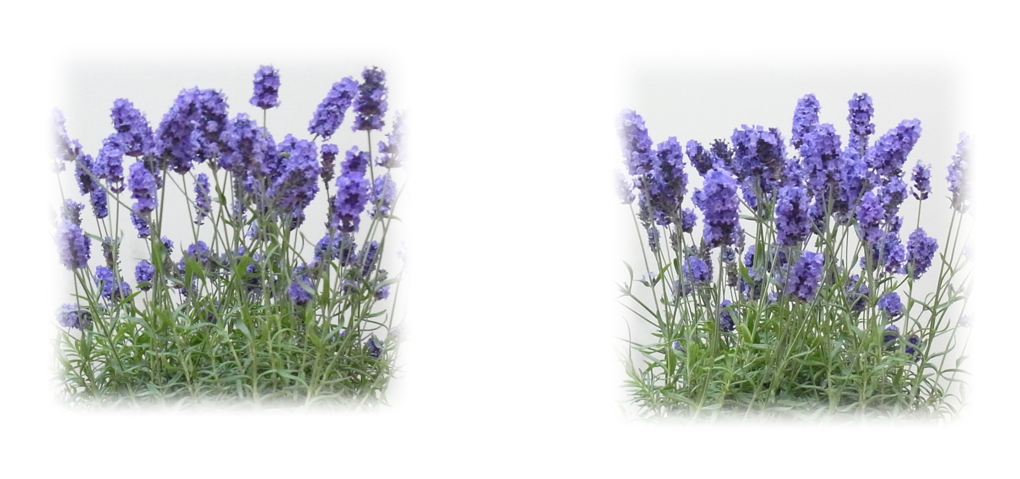 Blooming lavender in flowerpots in Tokyo